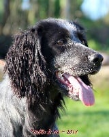 Étalon Epagneul bleu de Picardie - Hyona Du Clos Tarin