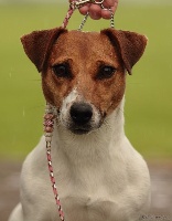 Étalon Jack Russell Terrier - Felize des gardiens d'Ecosse