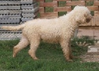 Étalon Lagotto Romagnolo - ca' del corsi Vaniglia