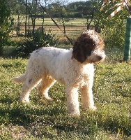 Étalon Lagotto Romagnolo - ca' del corsi Zenigata