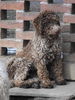 Étalon Lagotto Romagnolo - Gaspare (Sans Affixe)