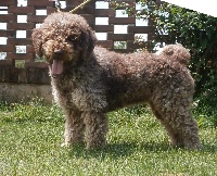 Étalon Lagotto Romagnolo - Nana' (Sans Affixe)