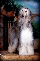 Étalon Levrier afghan - Freya De Damara's