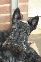 Étalon Scottish Terrier - Givenchy Of Itty's Cottage