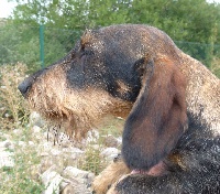 Étalon Teckel poil dur - Bereber El Cubío