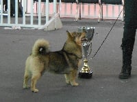 Étalon Spitz des Visigoths - Indian chief dite lexie of Sheytane