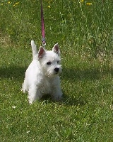 Étalon West Highland White Terrier - Jaja du Mat des Oyats