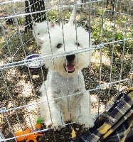 Étalon West Highland White Terrier - It's kiss cool des Olipins