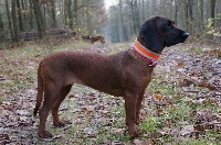 Étalon chien de Rouge de Baviere - TR. CH. Uroda Z Krainy Przodkow