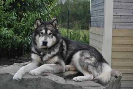 Greystoke of Greystone Shadow