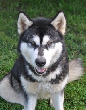 Gadawahi kala ilanaq forever