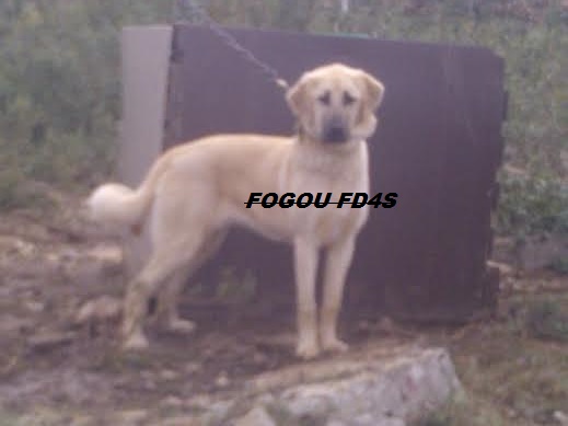 Publication : de la Forêt des Quatre Seigneurs Auteur : djihle