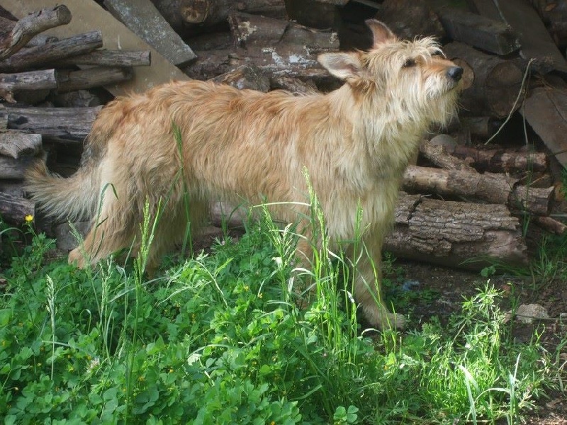 Publication : Des mandarines bleues Auteur : pautot