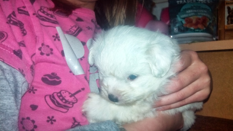 Publication : du Blason de l'Ourse