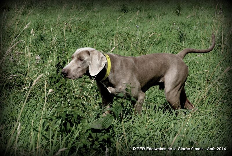 Ixper Edelweims de la Clarée