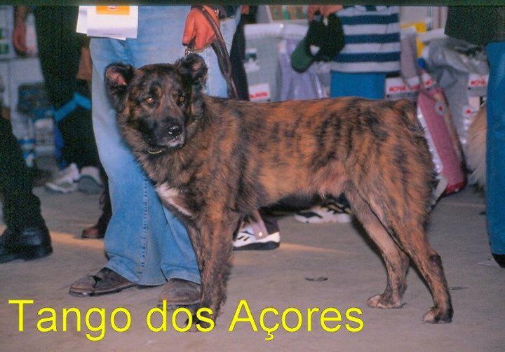 Tango dos acores