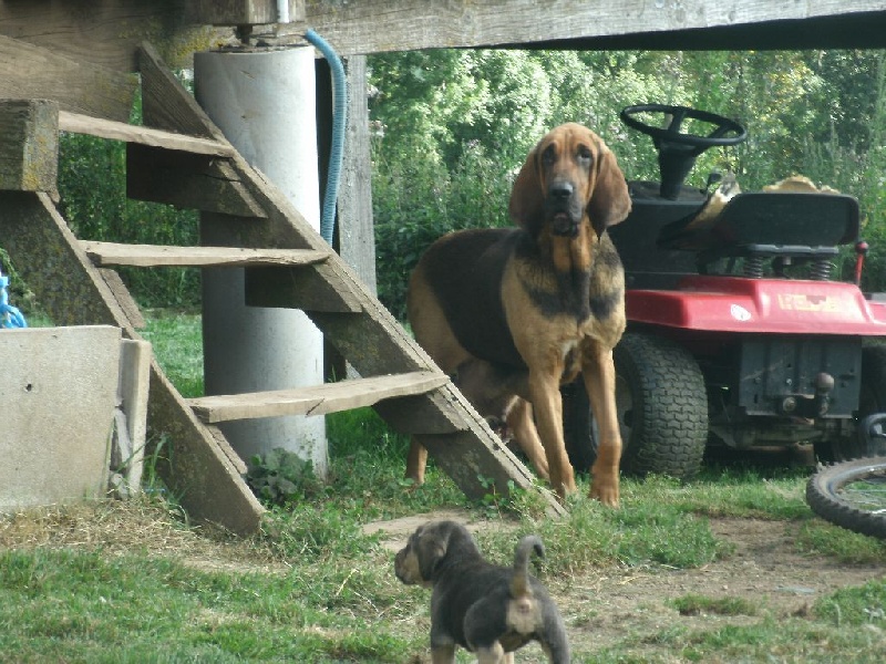 Hamour dite eden De la voix des ardennes