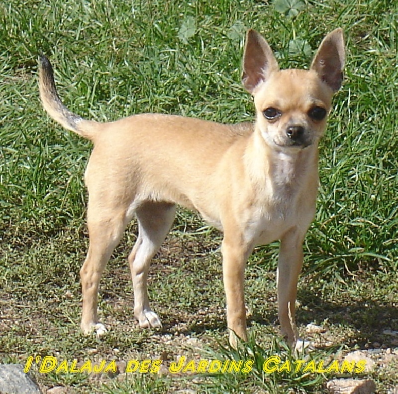 Publication : D'Arausiaca Auteur : Les Chihuahuas d'Arausiaca