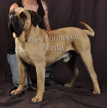 CH. Canario des contes de Lola