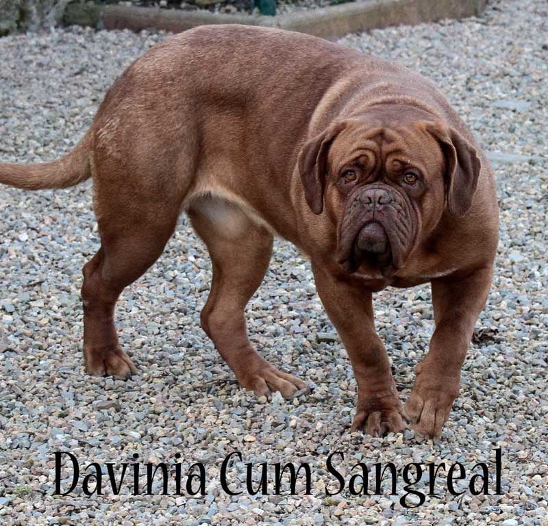 Publication : Des pas de tacite Auteur : bonnier