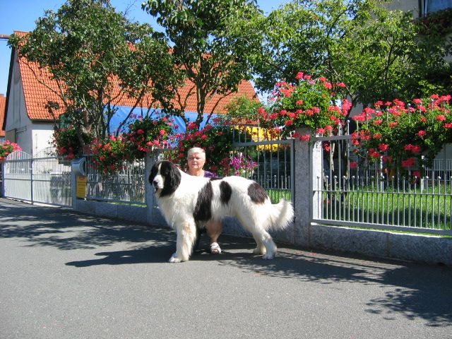 Panda-bär vom heidenberg