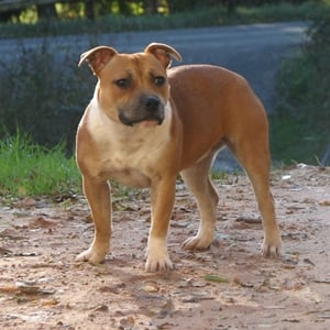 Publication : American Blue Bubble Auteur : Sabrina