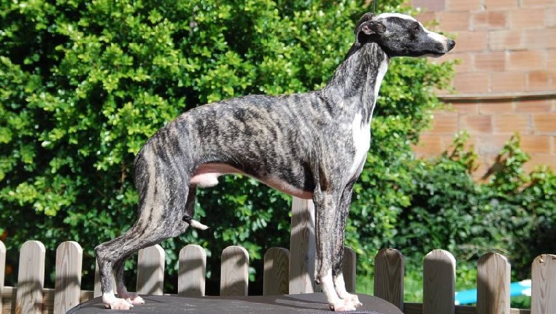 Publication : Can Nel 