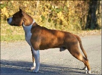 Étalon American Staffordshire Terrier - Neochrome Harco