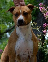 Étalon American Staffordshire Terrier - Alfagacyno Glory lady miya