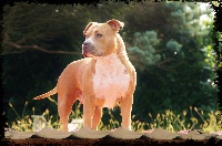 Étalon American Staffordshire Terrier - sbigstaff My lady red bull