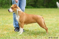 Étalon American Staffordshire Terrier - Neochrome Hot rod ellesse