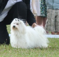 Étalon Bichon maltais - Cha-cha Du haut marais