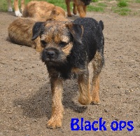 Étalon Border Terrier - H.black ops du domaine d'el Diablo