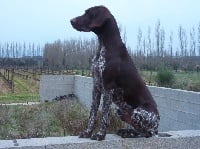 Étalon Braque allemand à poil court - gos del cim del canigou