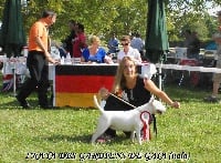Étalon Bull Terrier Miniature - CH. I'naya Des gardiens de gaia