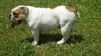 Étalon Bulldog Anglais - Isalyne du domaine pierre quin pierre Du Domaine Pierre Quinpierre