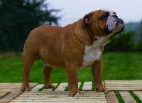 Étalon Bulldog Anglais - CH. Impressive Bull Luca memory