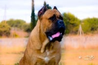 Étalon Cane Corso - CH. Leon de Cuore Blue