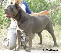 Étalon Cane Corso - I love the way you lie Des Dragons D'Arcole