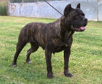 Étalon Cane Corso - Cloe della nevaia