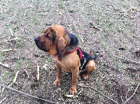 Étalon Chien de Saint-Hubert - Gazou du Roc Del Veyre