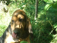 Étalon Chien de Saint-Hubert - Habby du Roc Del Veyre