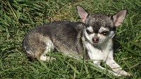 Étalon Chihuahua - Gloria gini castel des azteques de tula
