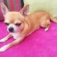 Étalon Chihuahua - Emma du pont Catinat