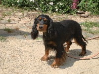 Étalon Cocker Spaniel Anglais - keen hunter Jiolli