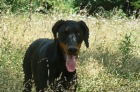 Étalon Dobermann - Guess Di Derkomaï