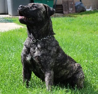 Étalon Dogue de Majorque - Hawai Du Temple Du Phoenix