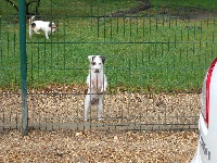 Étalon Jack Russell Terrier - Héléna De la roche turpin