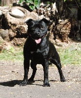 Étalon Staffordshire Bull Terrier - Féringa du Domaine d'Ishtar