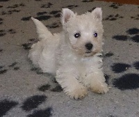 Étalon West Highland White Terrier - Jindy d' Angel Of The Freedom